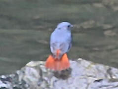 Plumbeous Water Redstart