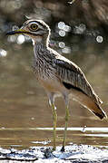 Senegal Thick-knee