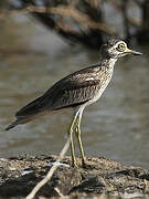 Senegal Thick-knee