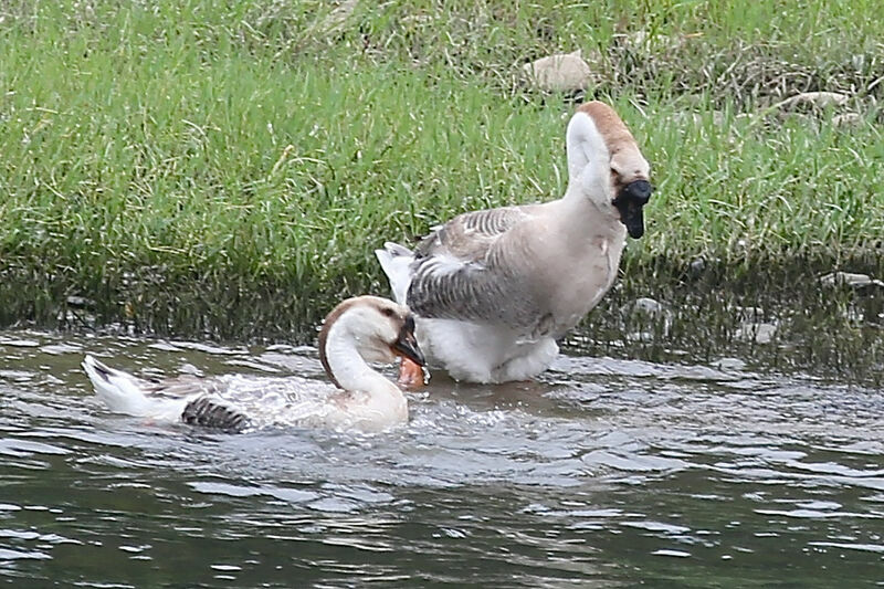 Swan Goose