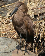 Hamerkop