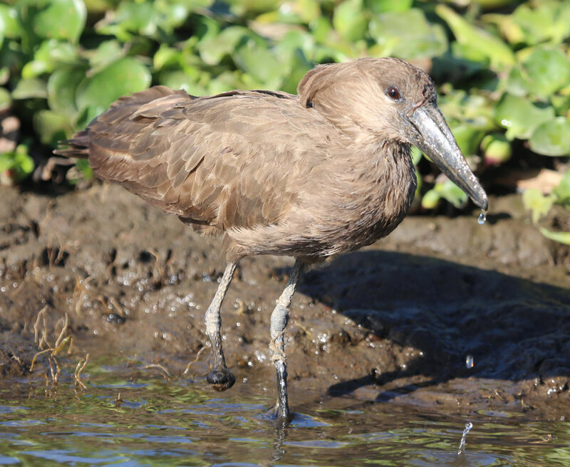 Hamerkop