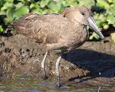 Hamerkop