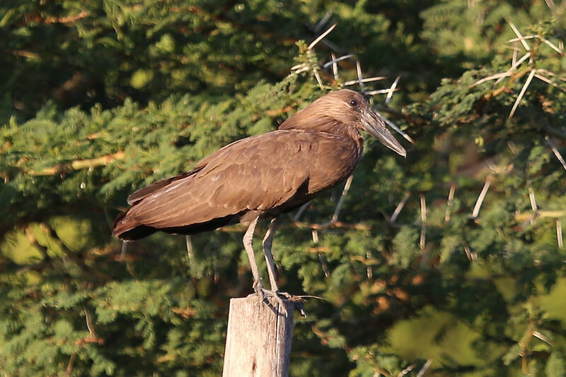 Hamerkop