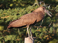 Hamerkop