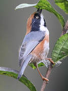 Black-throated Bushtit