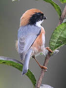 Black-throated Bushtit