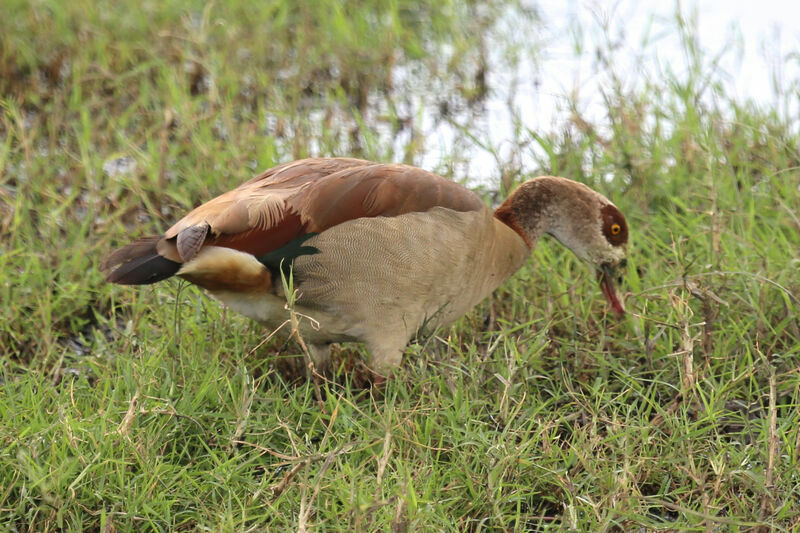 Egyptian Goose