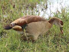 Egyptian Goose