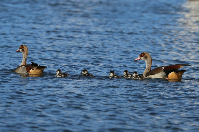 Egyptian Goose