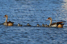 Egyptian Goose