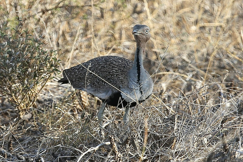 Buff-crested Bustard