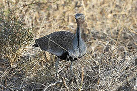 Buff-crested Bustard