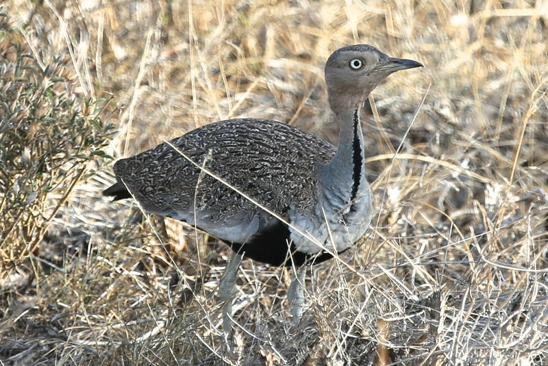 Buff-crested Bustard