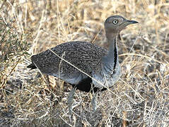 Buff-crested Bustard