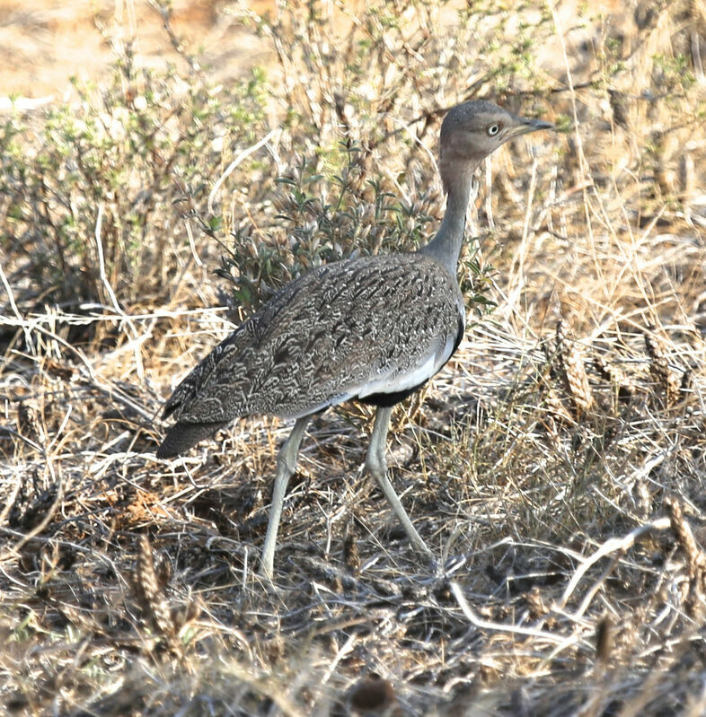 Buff-crested Bustard