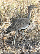 Buff-crested Bustard