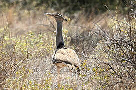 Kori Bustard