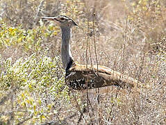 Kori Bustard