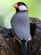 Java Sparrow