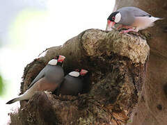 Java Sparrow