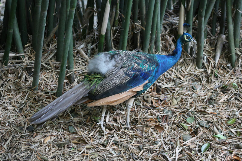 Indian Peafowl