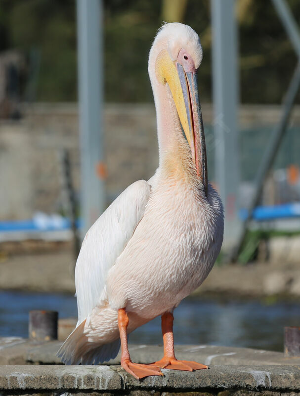 Great White Pelican