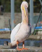 Great White Pelican