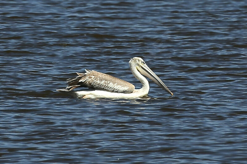 Pink-backed Pelican