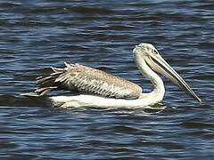 Pink-backed Pelican