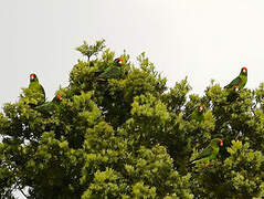 Red-fronted Parrot