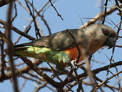 Red-bellied Parrot