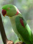 Alexandrine Parakeet