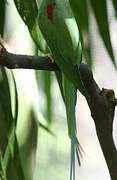 Alexandrine Parakeet