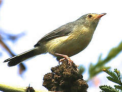 Buff-bellied Warbler