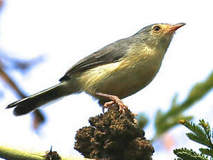 Phyllolaïs à ventre fauve