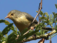 Buff-bellied Warbler