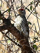 Golden-tailed Woodpecker