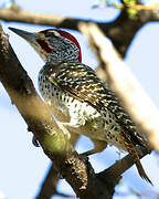 Nubian Woodpecker