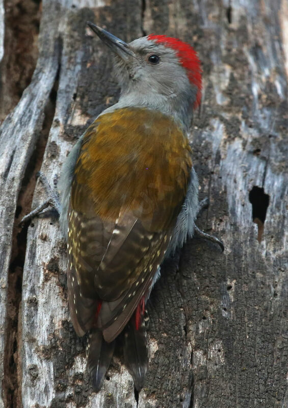 African Grey Woodpecker