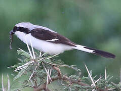 Grey-backed Fiscal