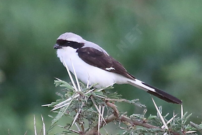 Grey-backed Fiscal