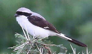 Grey-backed Fiscal