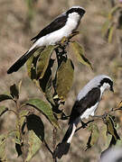 Grey-backed Fiscal