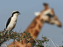 Grey-backed Fiscal