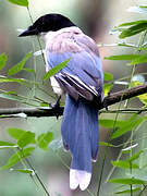 Azure-winged Magpie