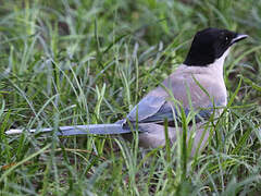 Azure-winged Magpie