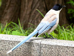 Azure-winged Magpie