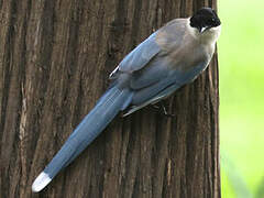 Azure-winged Magpie