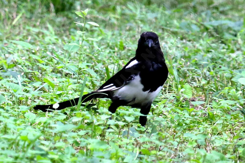 Oriental Magpie